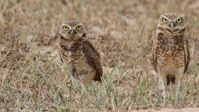 Burrowing Owl - ML472500