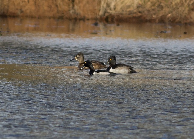 Ring-necked Duck - Martin Wall