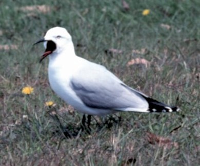 Black-billed Gull - ML472502491