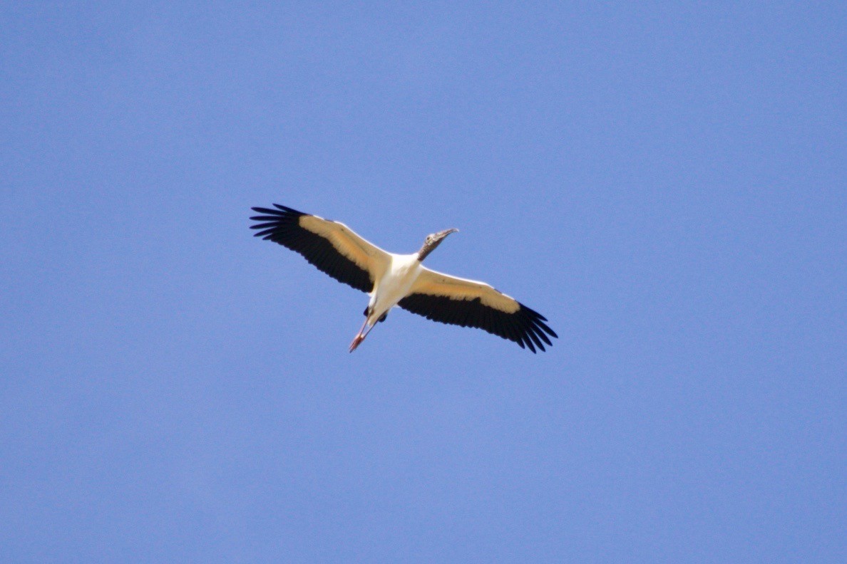 Wood Stork - ML472506001