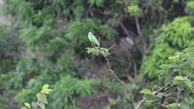 Yeşil Sokumlu Serçe Papağanı - ML472508