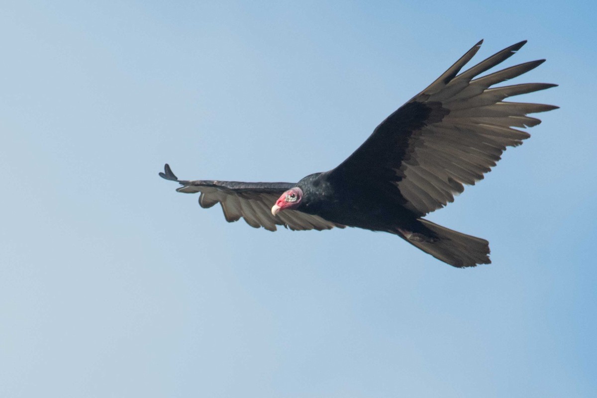 Turkey Vulture - ML472508061