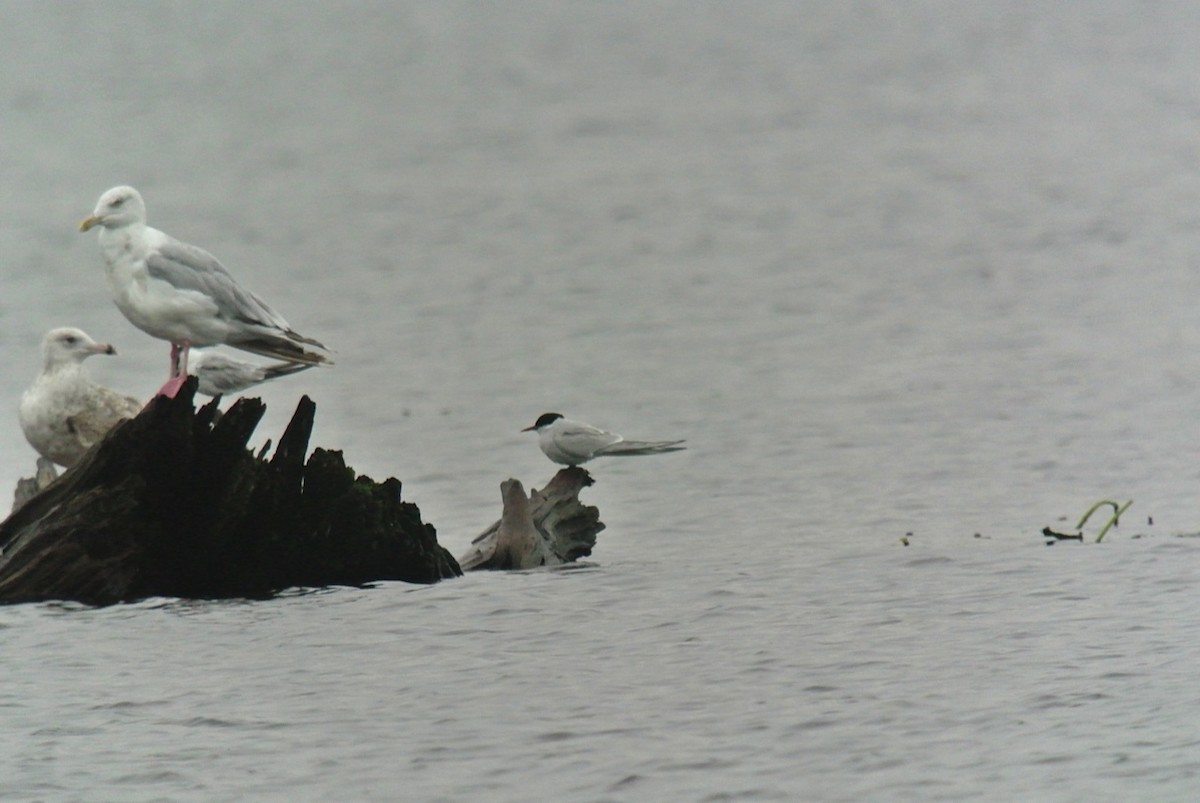 Arctic Tern - Dan Belter