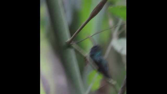 kolibřík šedobřichý - ML472508661