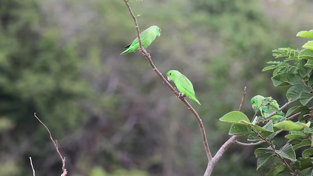 Yeşil Sokumlu Serçe Papağanı - ML472509