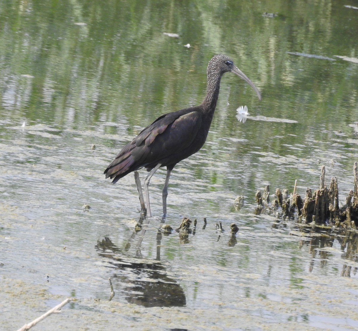 ibis hnědý - ML472509241