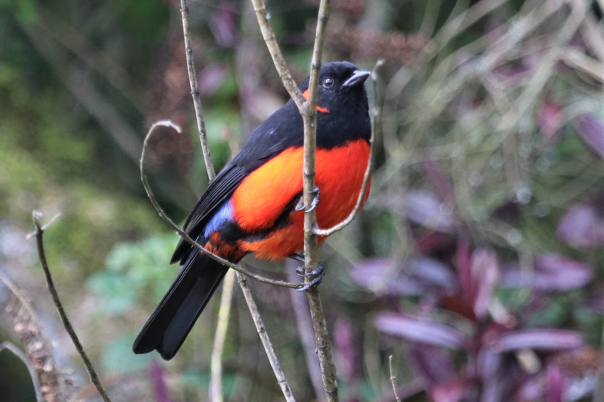 Scarlet-bellied Mountain Tanager - ML472514581