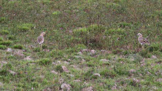 Double-striped Thick-knee - ML472515