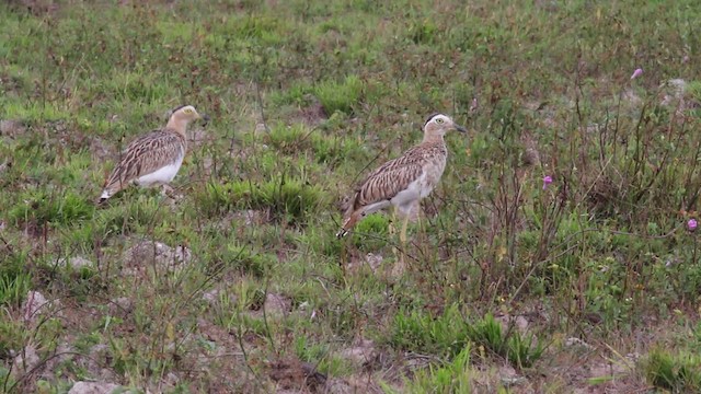 Double-striped Thick-knee - ML472516
