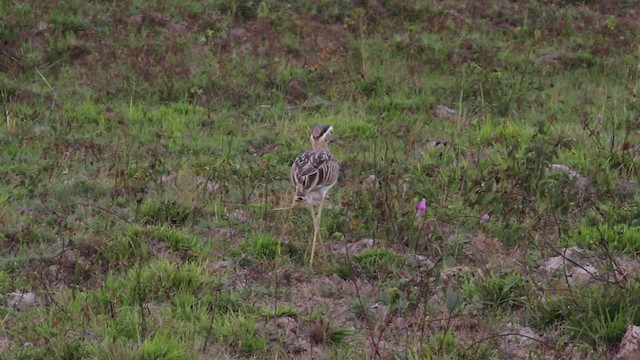 Double-striped Thick-knee - ML472517