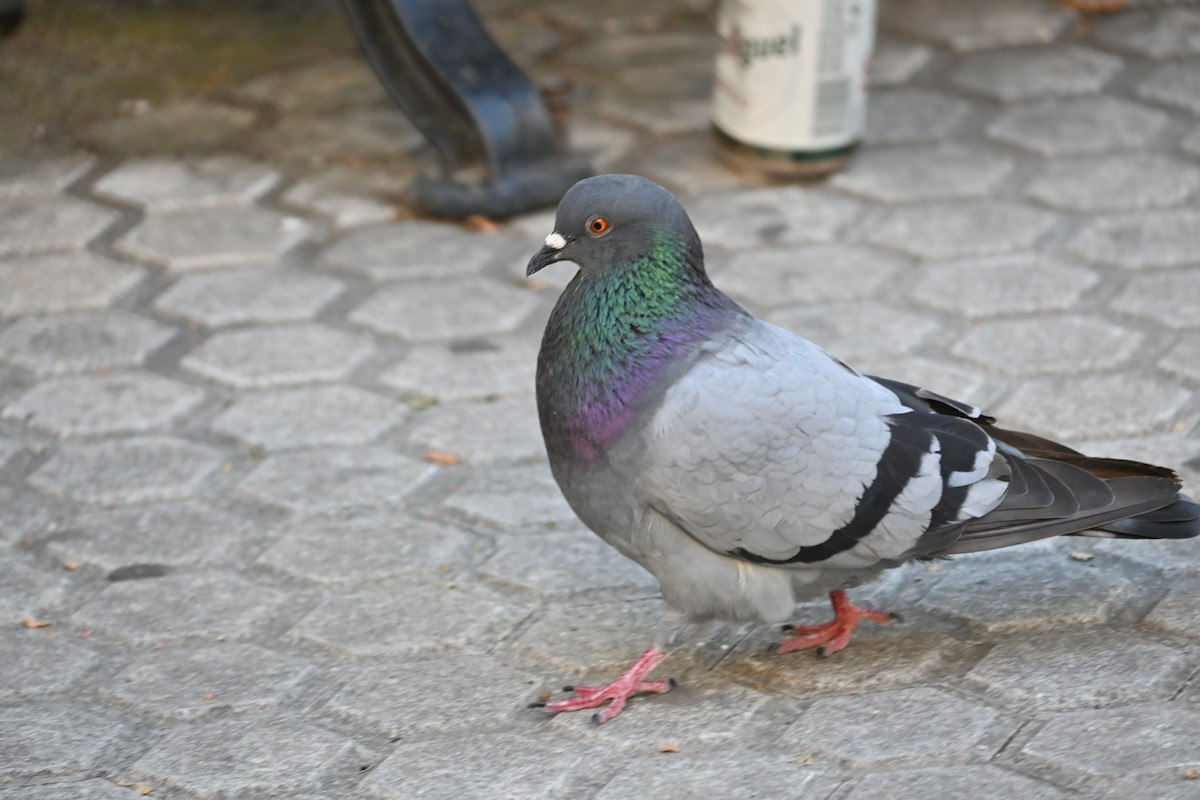 Rock Pigeon (Feral Pigeon) - ML472520721