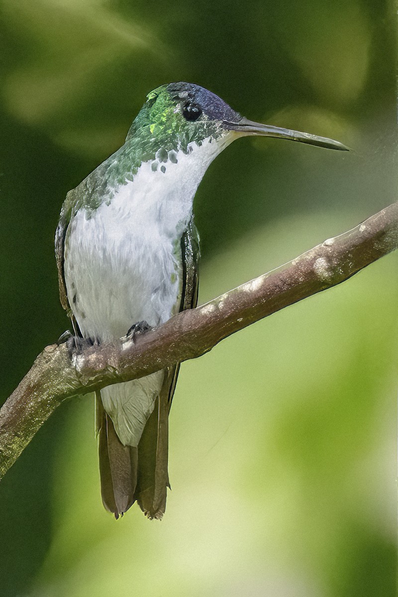 Andean Emerald - Scott Young