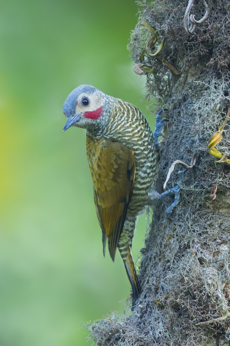 Gray-crowned Woodpecker - ML472522111