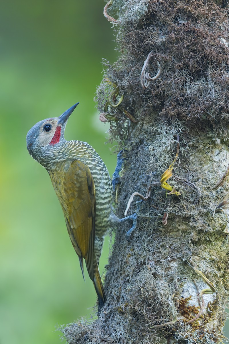 Gray-crowned Woodpecker - ML472522451