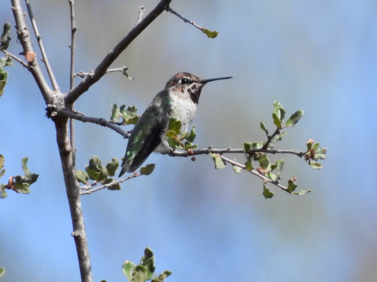 Anna's Hummingbird - ML472523021