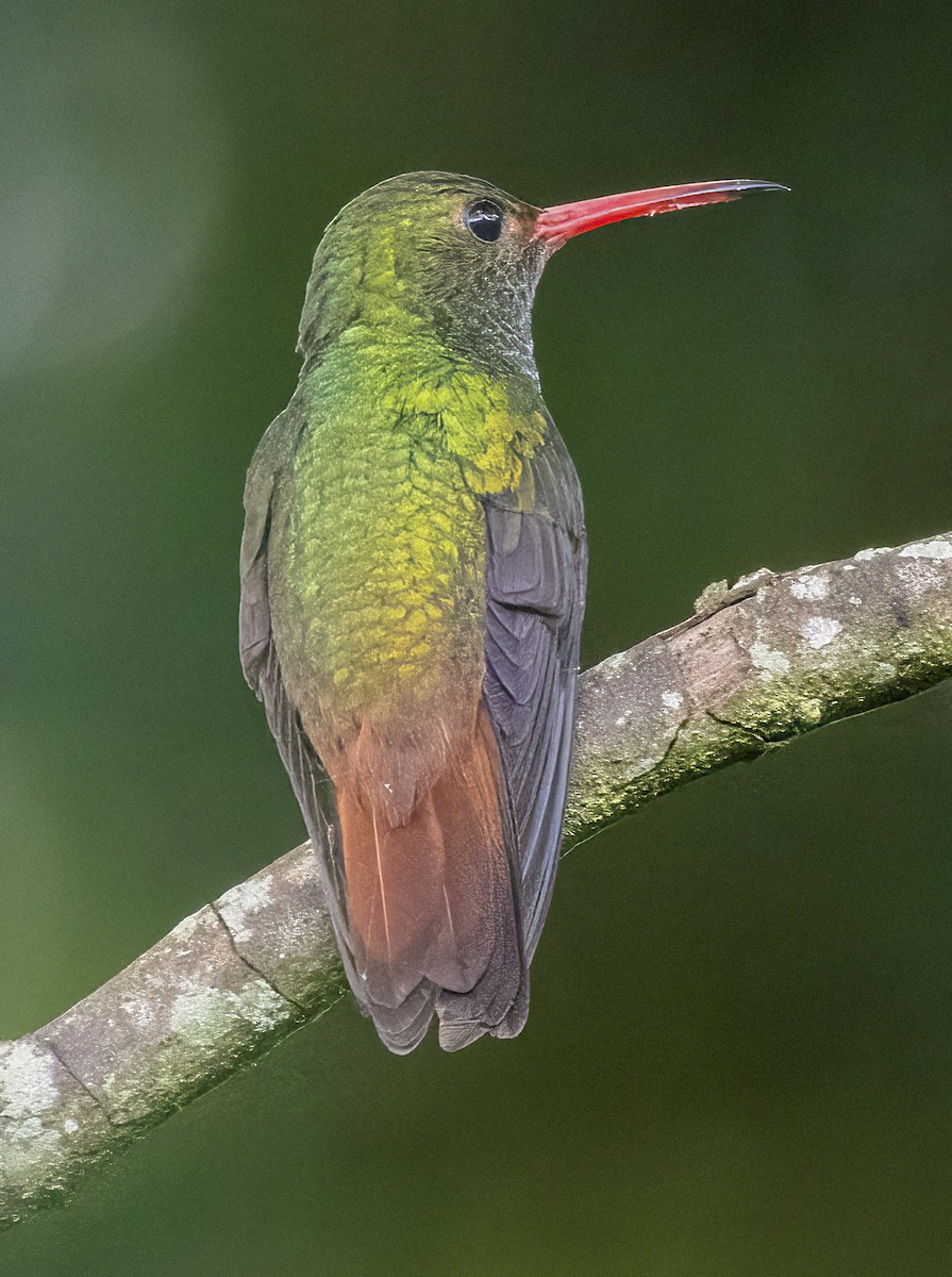 Rufous-tailed Hummingbird - ML472527051