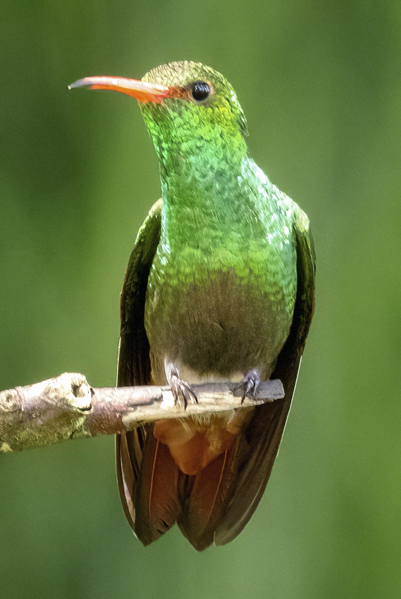 Rufous-tailed Hummingbird - Scott Young