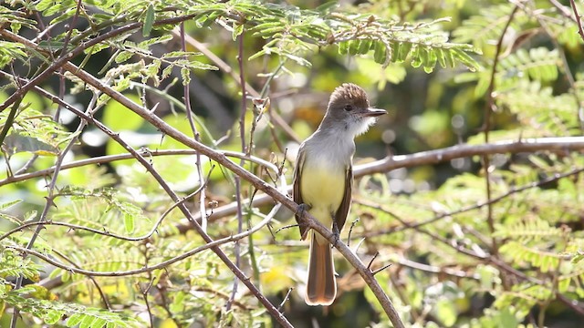 Brown-crested Flycatcher (South American) - ML472530