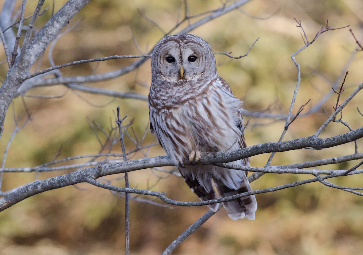 Barred Owl - ML47253331