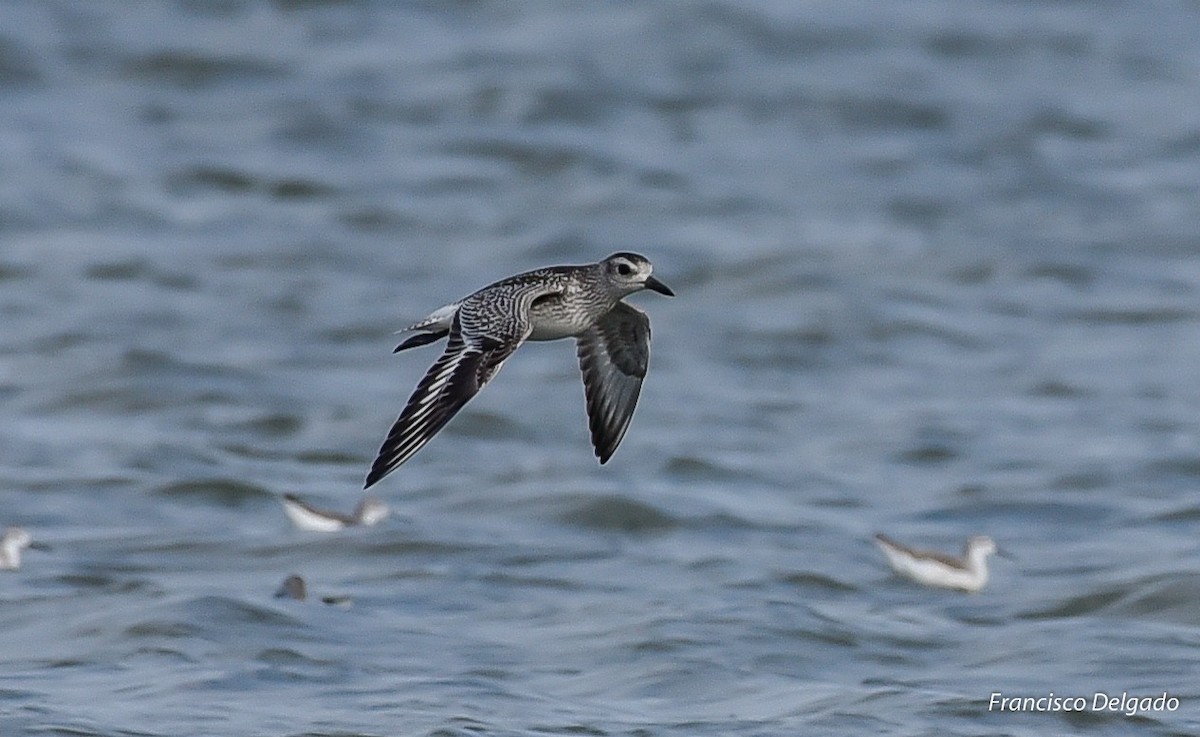 Black-bellied Plover - Aves Argentinas