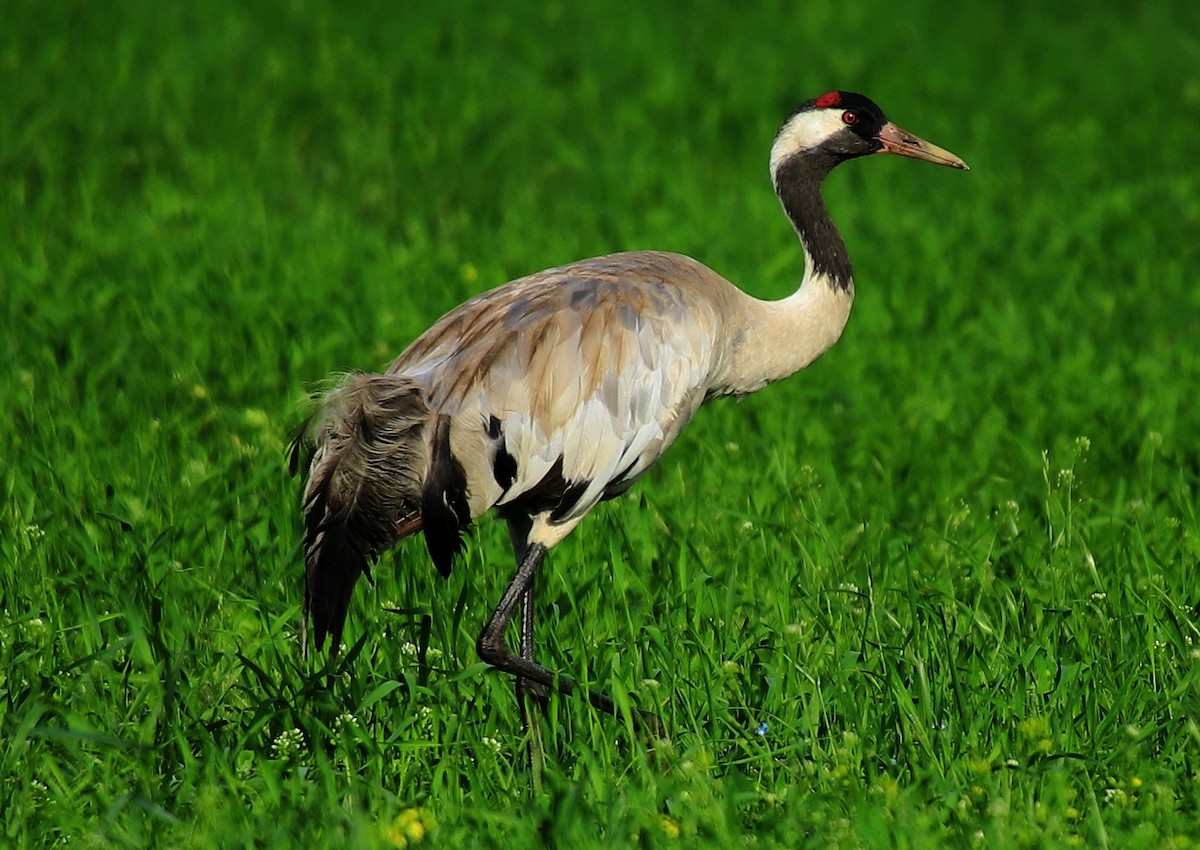 Common Crane - Sandis Laime