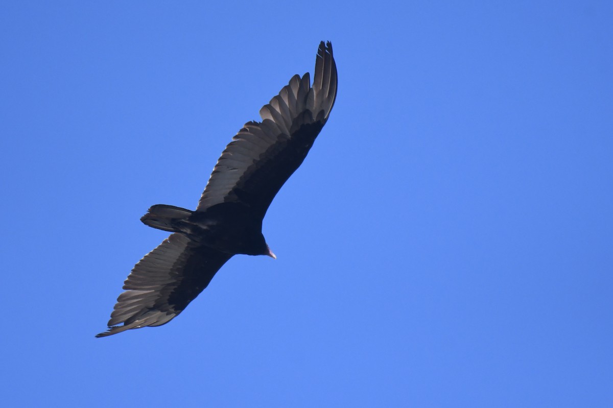 Turkey Vulture - ML472552821