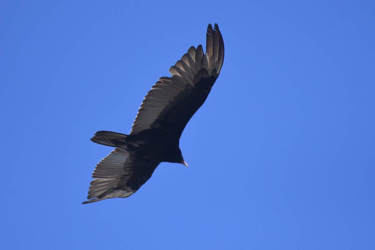 Turkey Vulture - ML472552841