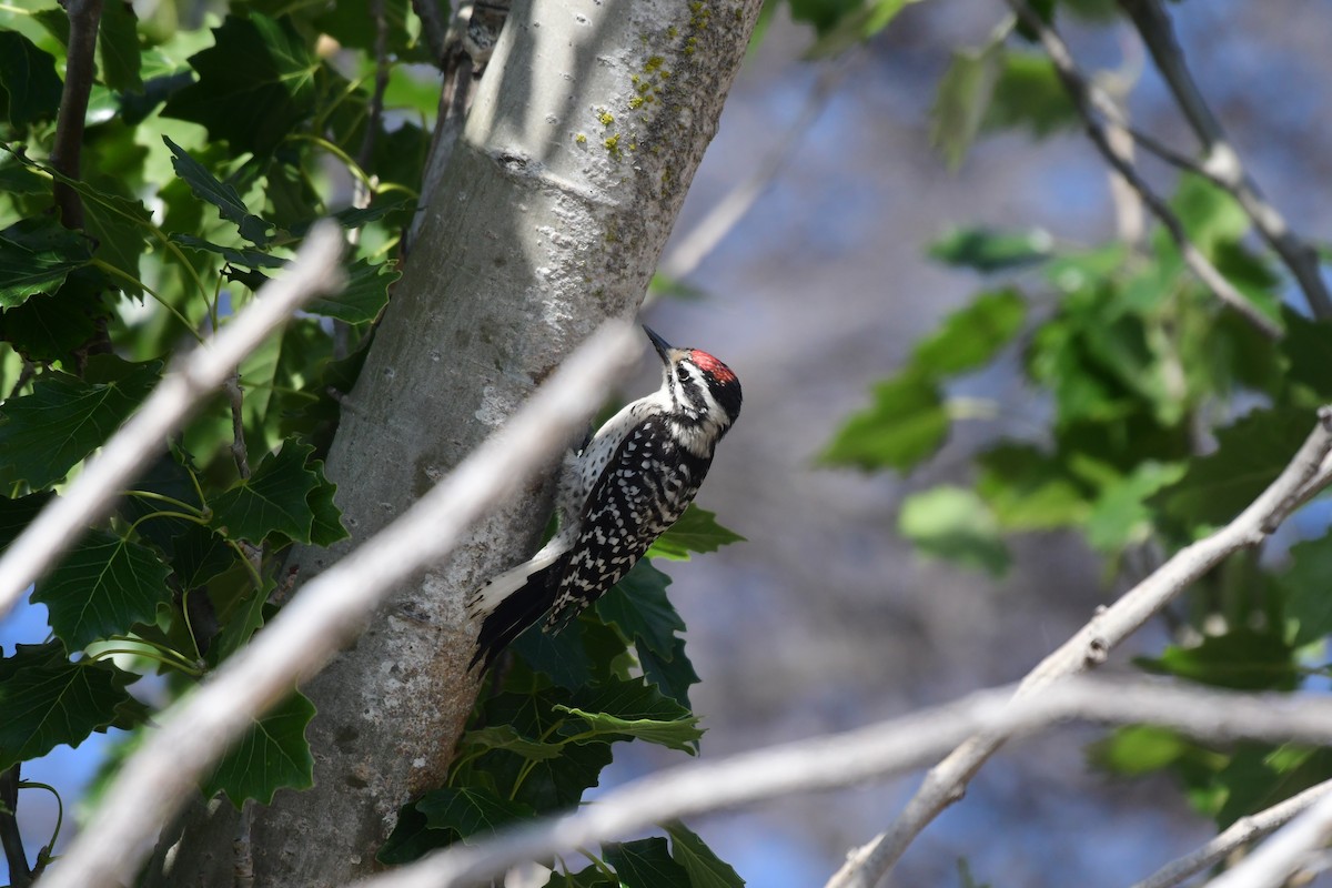 Nuttall's Woodpecker - ML472553191