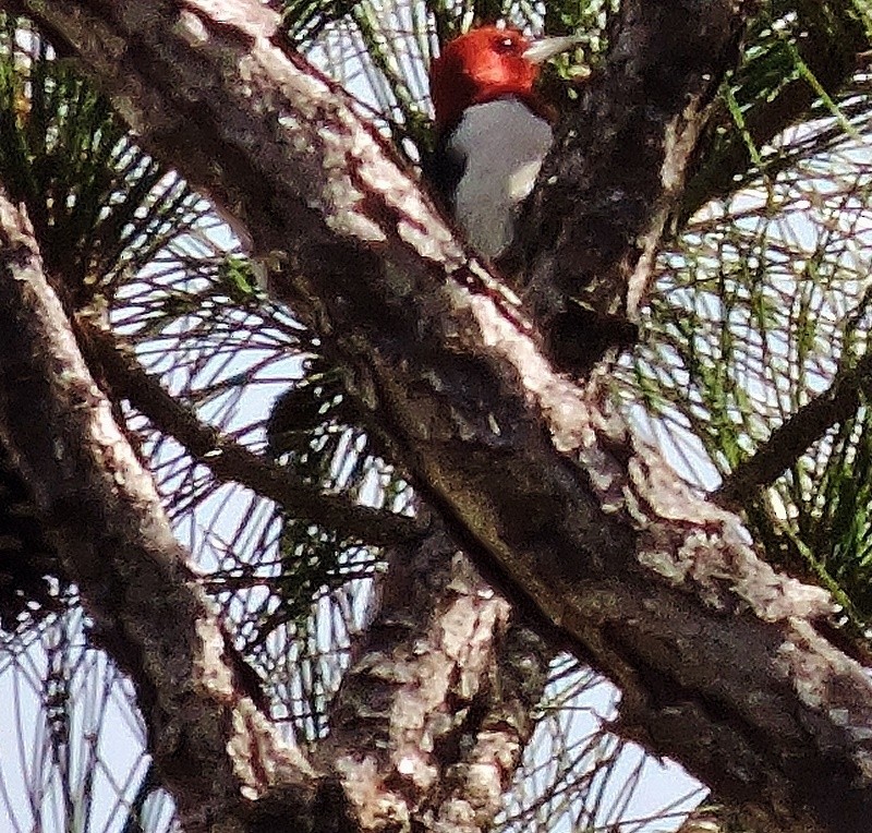 Red-headed Woodpecker - ML47255481
