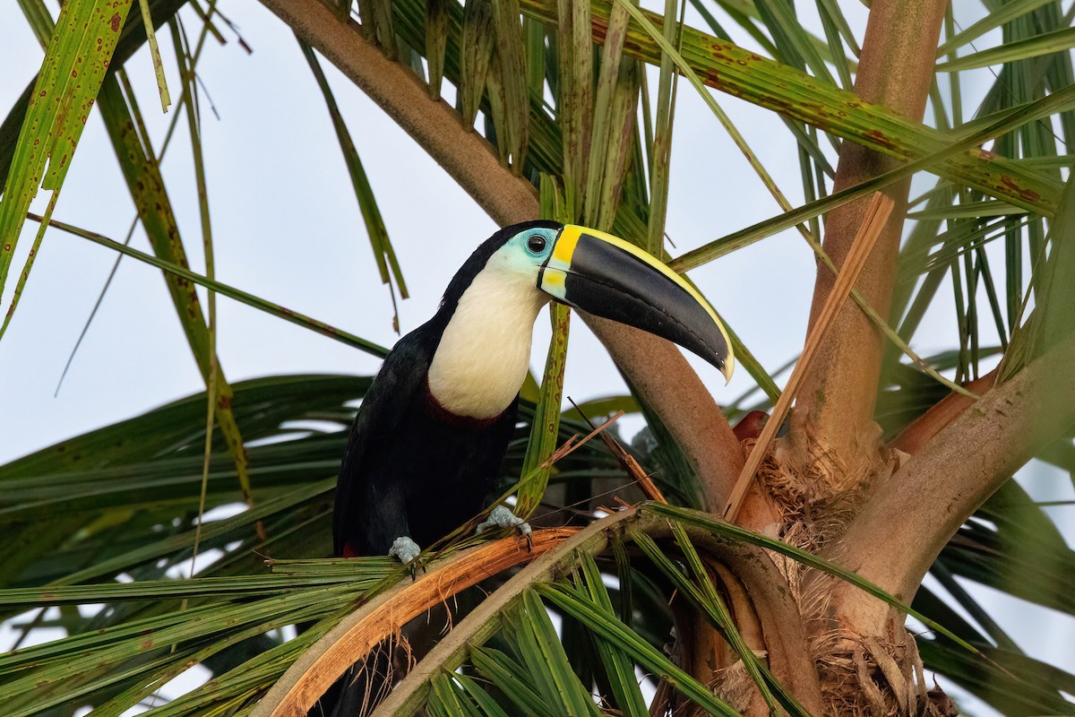 Channel-billed Toucan - Thibaud Aronson