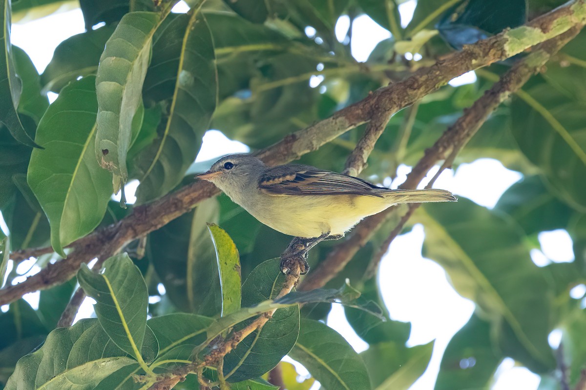 Southern Mouse-colored Tyrannulet - Thibaud Aronson