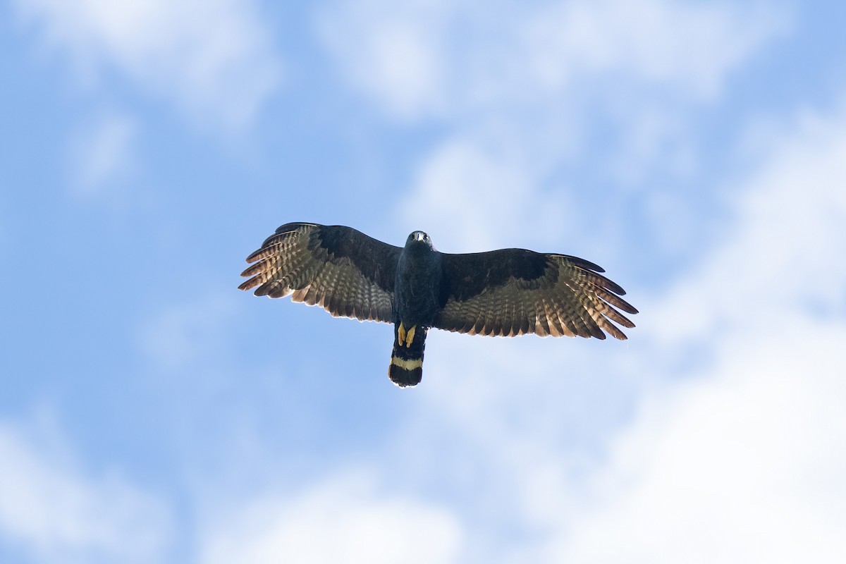 Zone-tailed Hawk - Thibaud Aronson