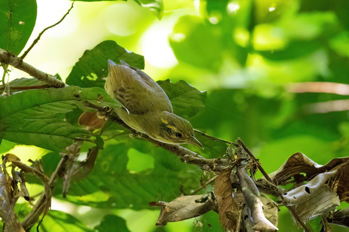 Rufous-tailed Foliage-gleaner - Thibaud Aronson
