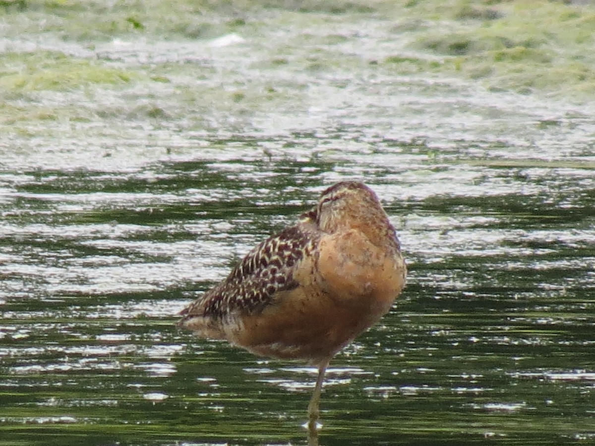 Long-billed Dowitcher - ML472558581