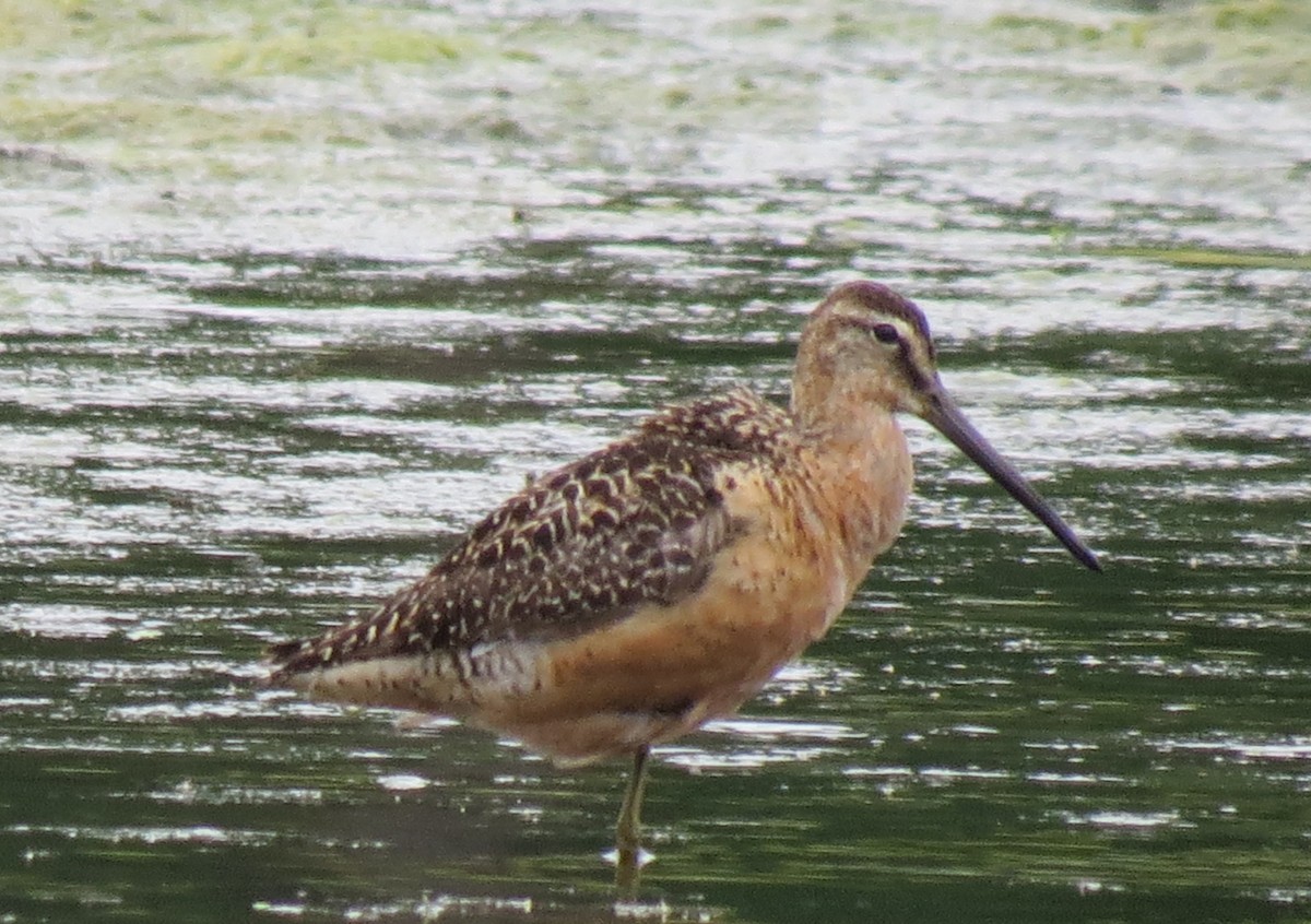 Long-billed Dowitcher - ML472558591