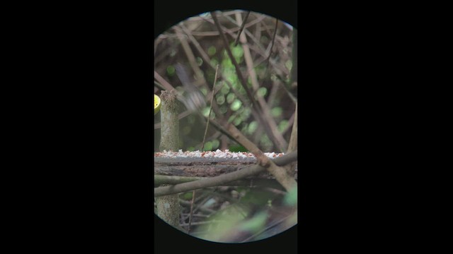 Pale-headed Brushfinch - ML472559701