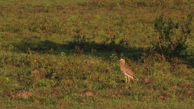 Double-striped Thick-knee - ML472561