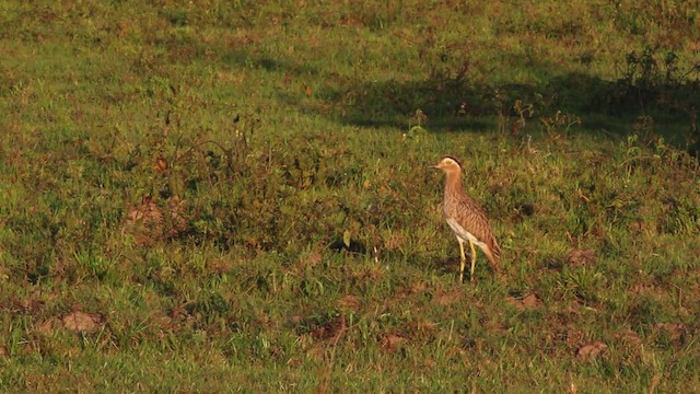 Double-striped Thick-knee - ML472562