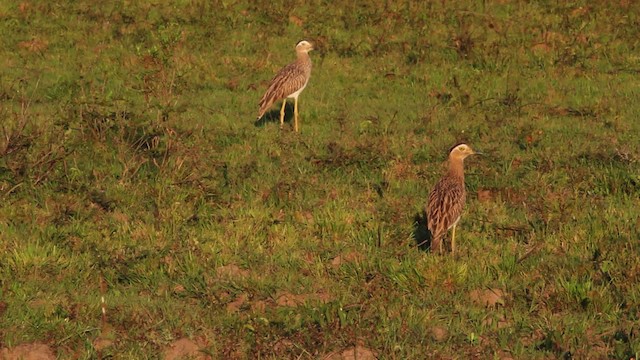 Double-striped Thick-knee - ML472563