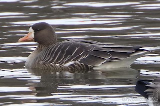 Greater White-fronted Goose, ML47256371