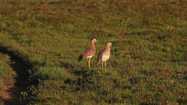 Double-striped Thick-knee - ML472564
