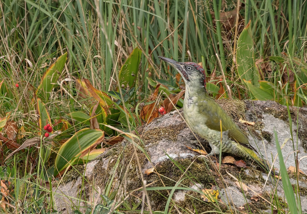 Eurasian Green Woodpecker (Eurasian) - ML472564251