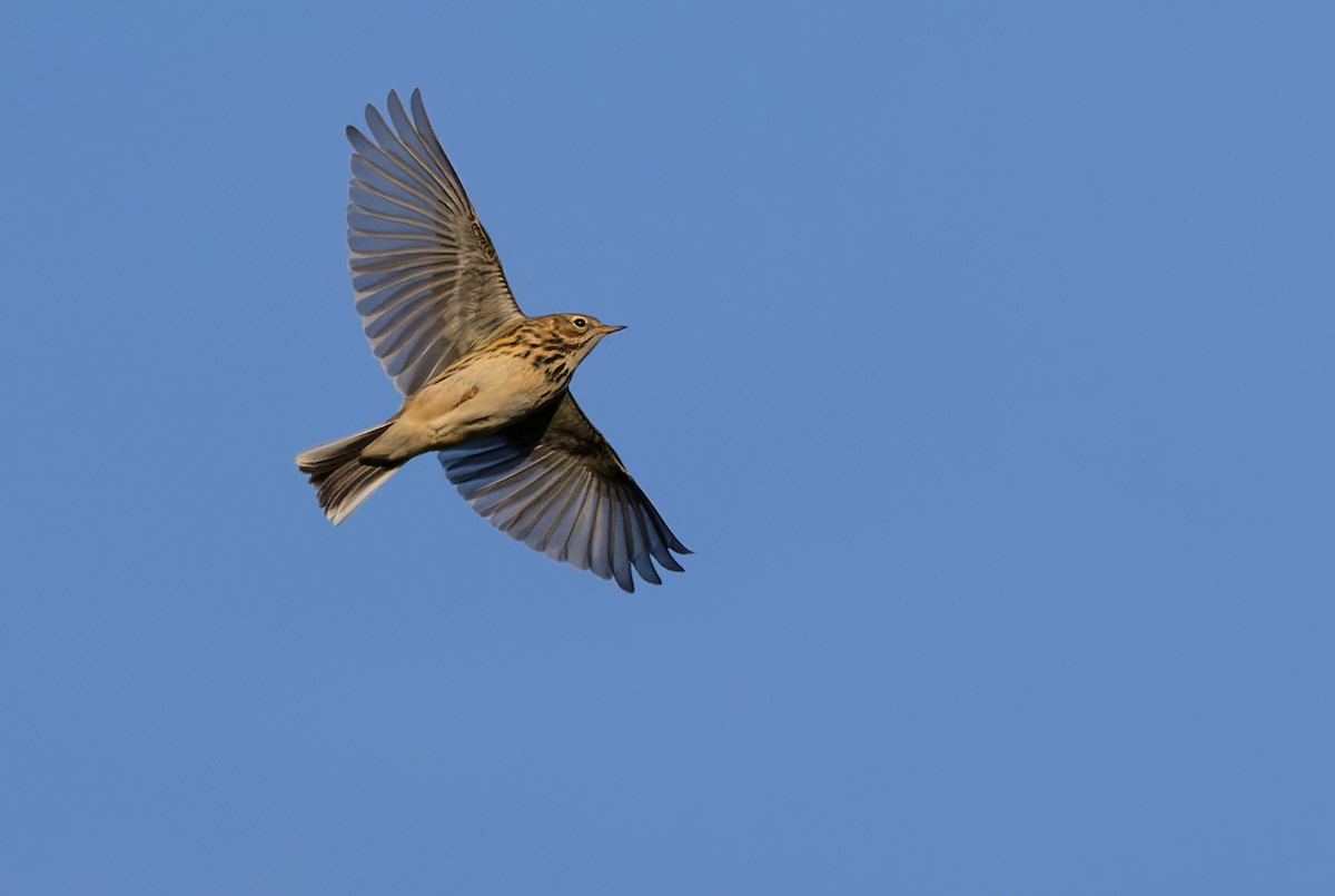 Meadow Pipit - ML472567081