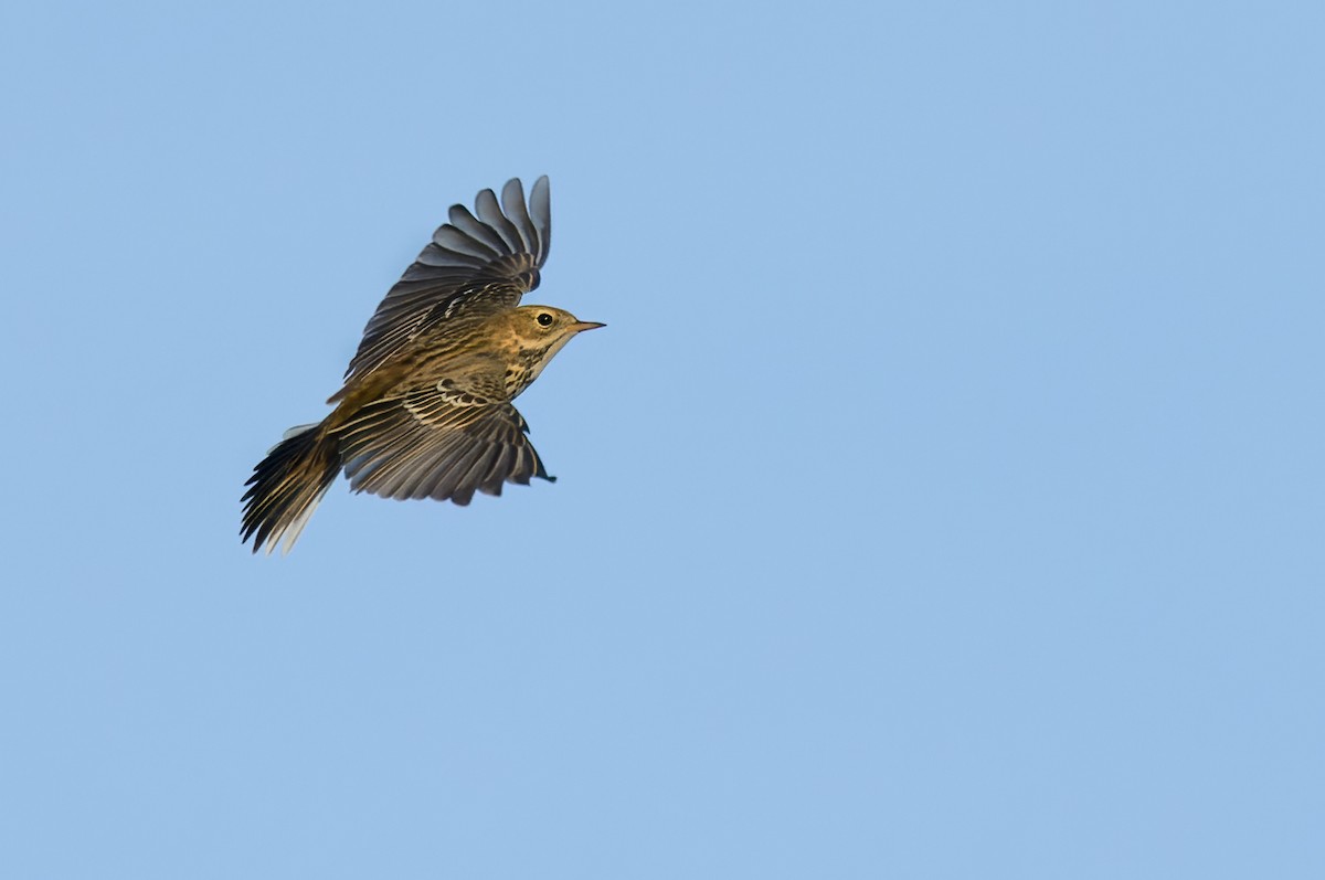 Meadow Pipit - ML472567091