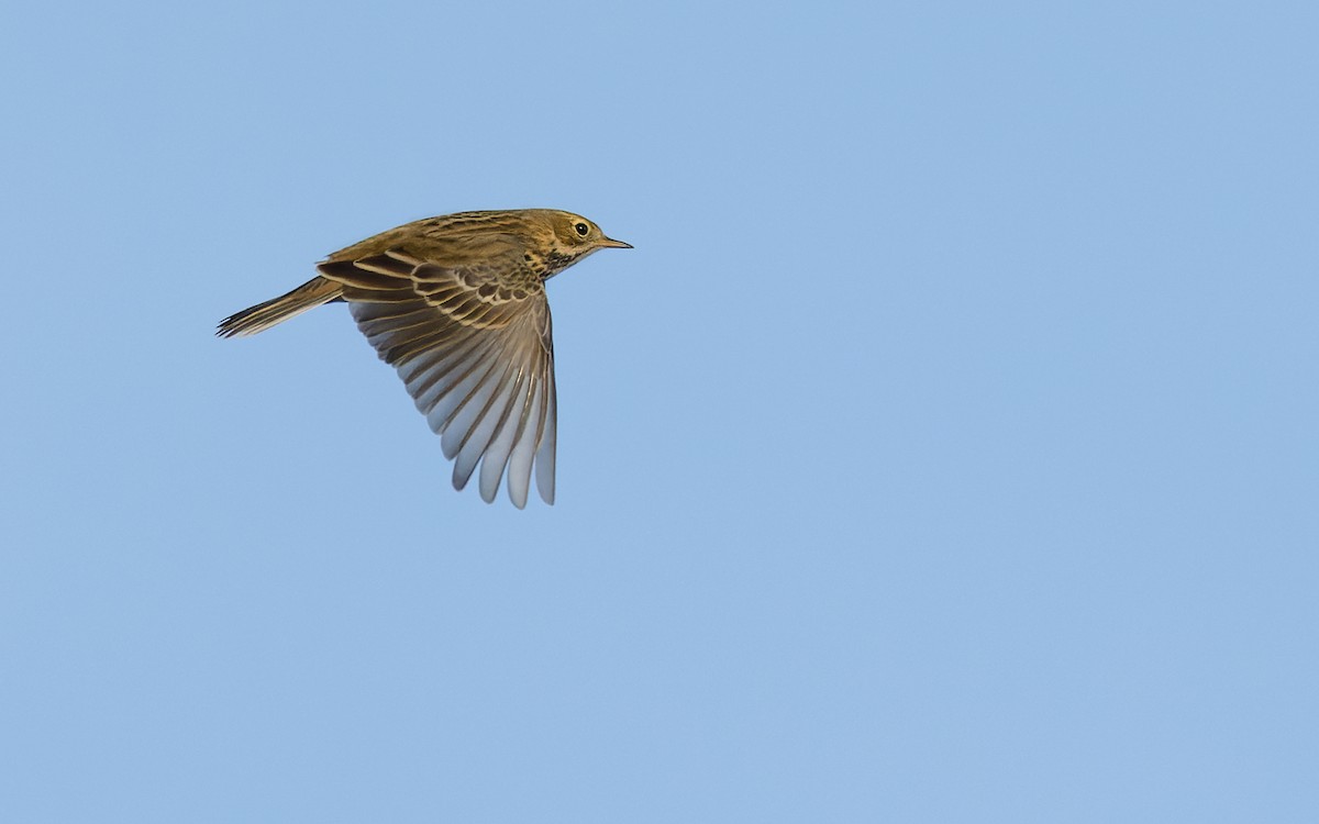 Meadow Pipit - ML472567111