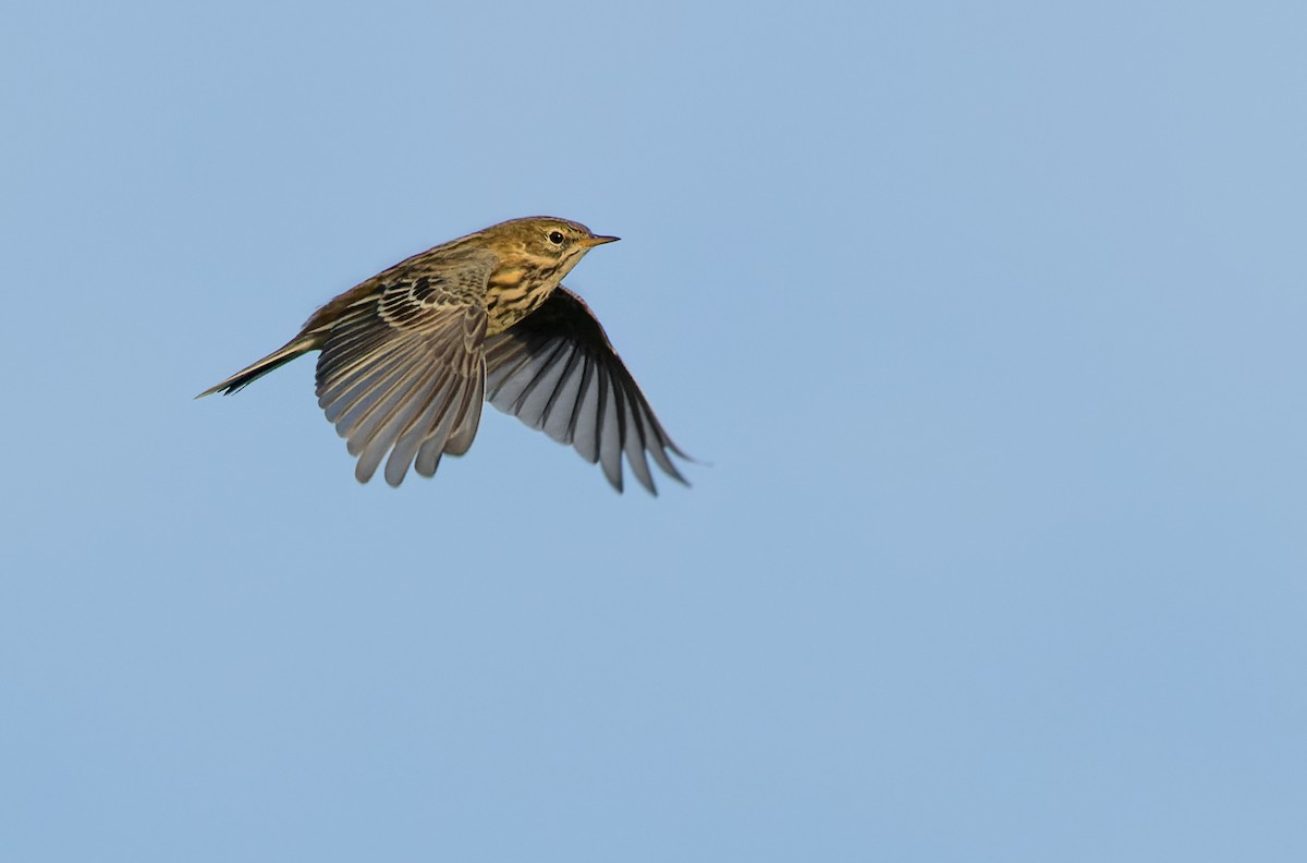 Meadow Pipit - Lars Petersson | My World of Bird Photography