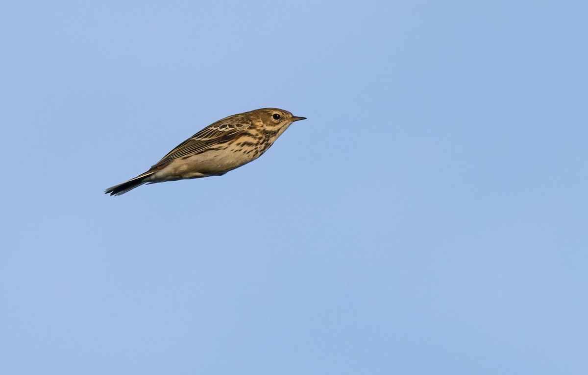Meadow Pipit - ML472567131
