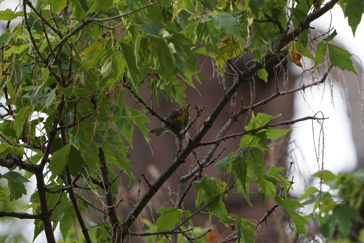 Yellow-rumped Warbler (Audubon's) - ML472571691