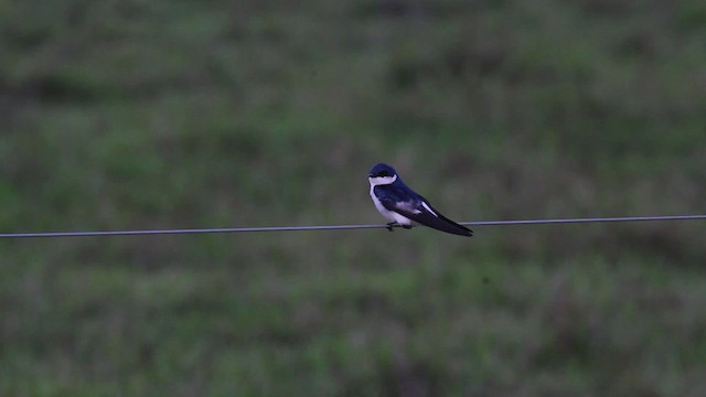 White-winged Swallow - ML472572