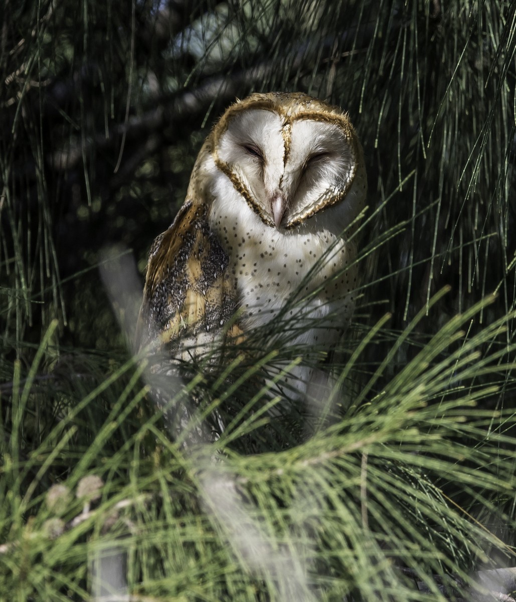 Barn Owl - David Hall